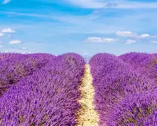 法国杯赛程吃紧;菲尼克斯太阳集结日止住颓势;底气十足;轮换策略成焦点(法国杯赛程时间表) 法国杯赛程吃紧;菲尼克斯太阳集结日止住颓势;底气十足;轮换策略成焦点(法国杯赛程时间表)